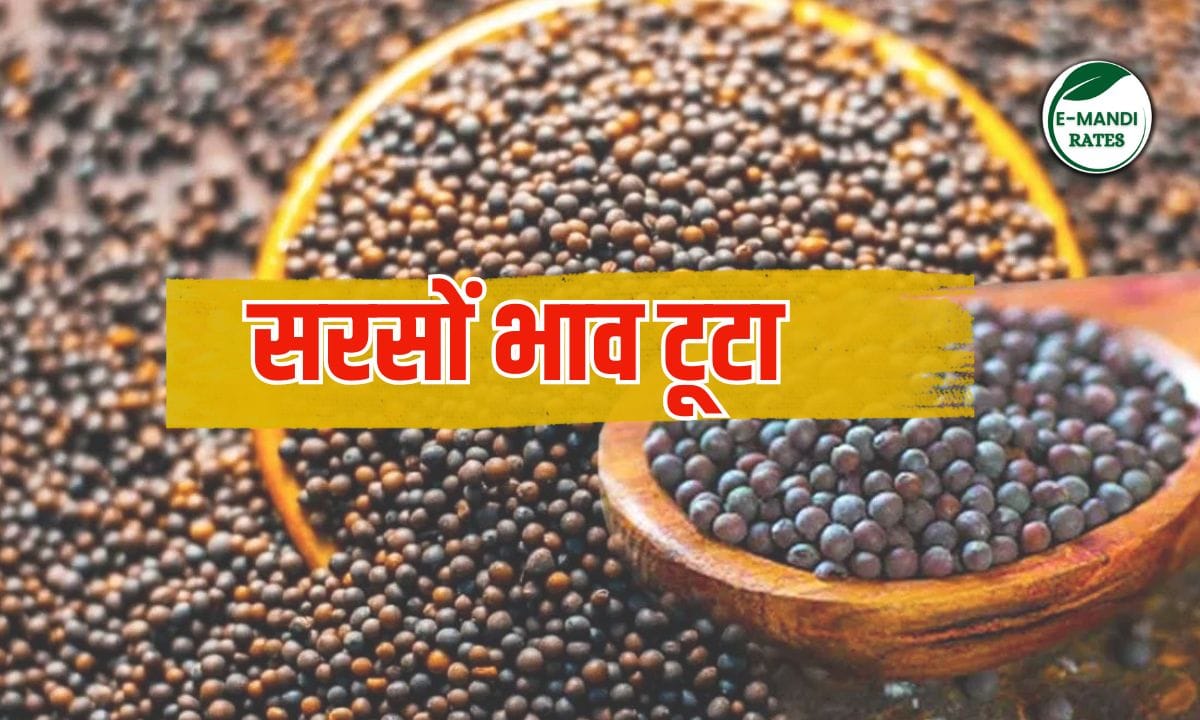 Mustard prices fell