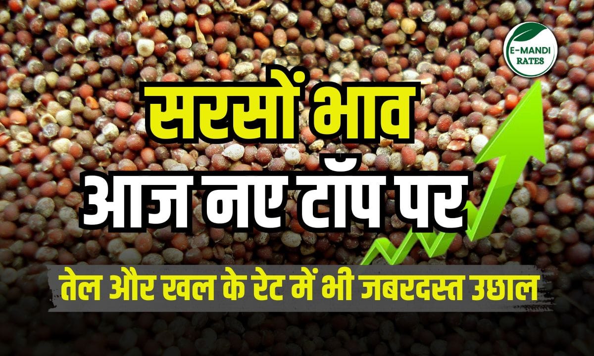 Mustard prices reach new top level