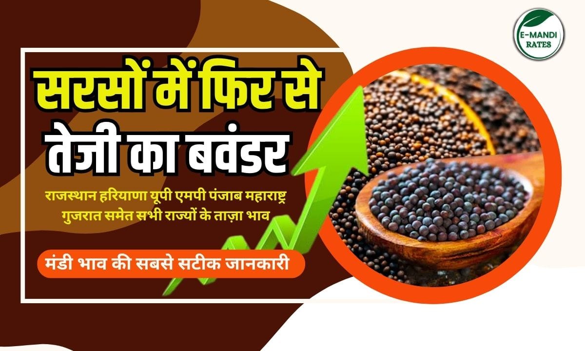 Mustard seed prices rise again