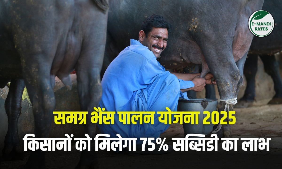 Samagra Bhains Palan Yojana