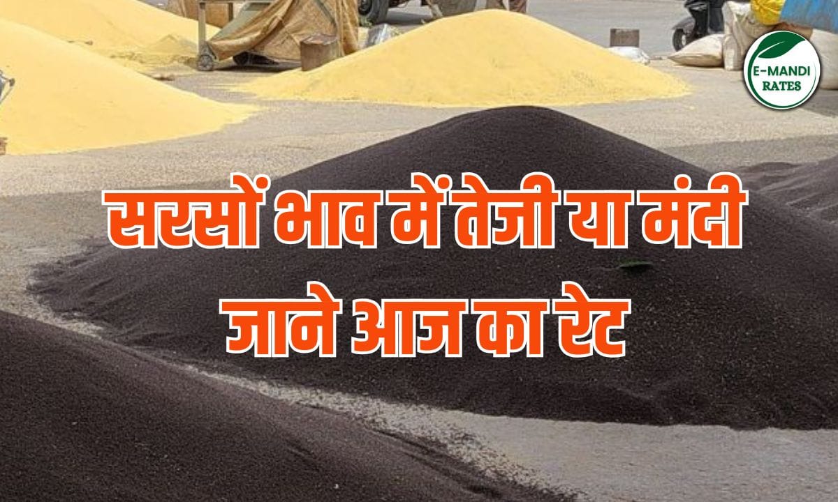 Sarso Bhav 25 June 2025