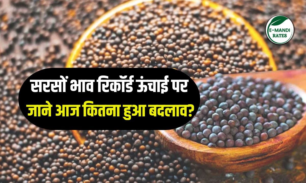 Sarso Bhav 17-06-2025