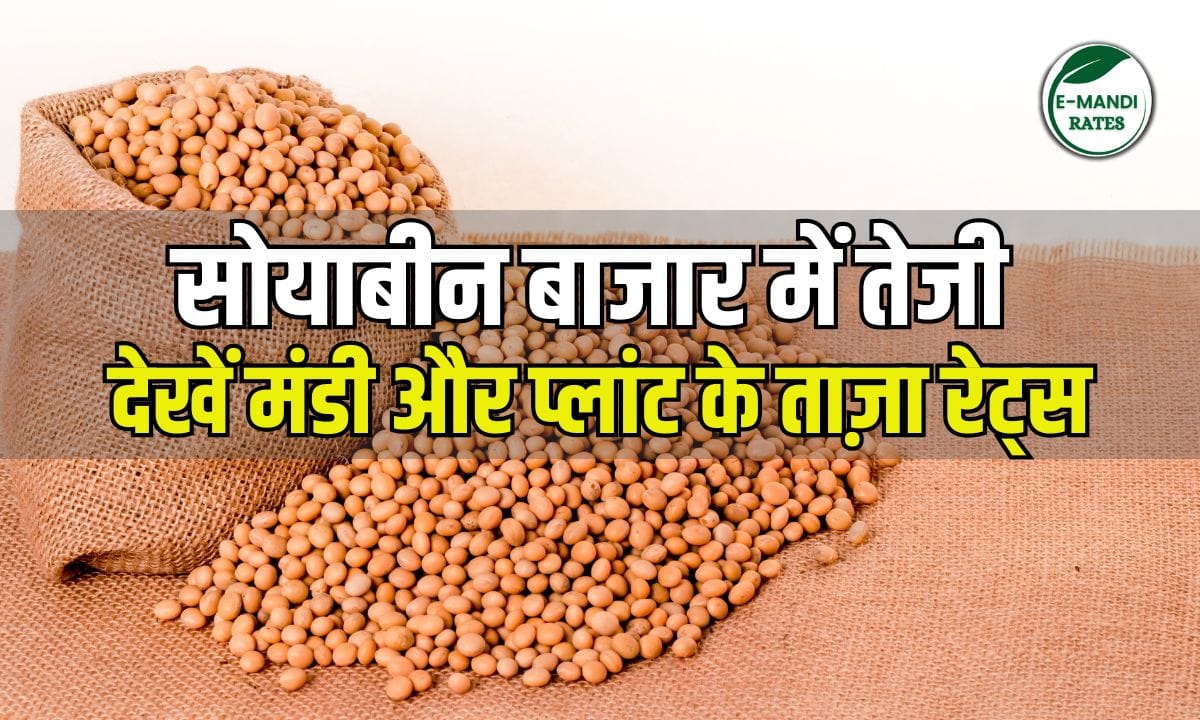 Soybean Price Trend Analysis 7 June 2025