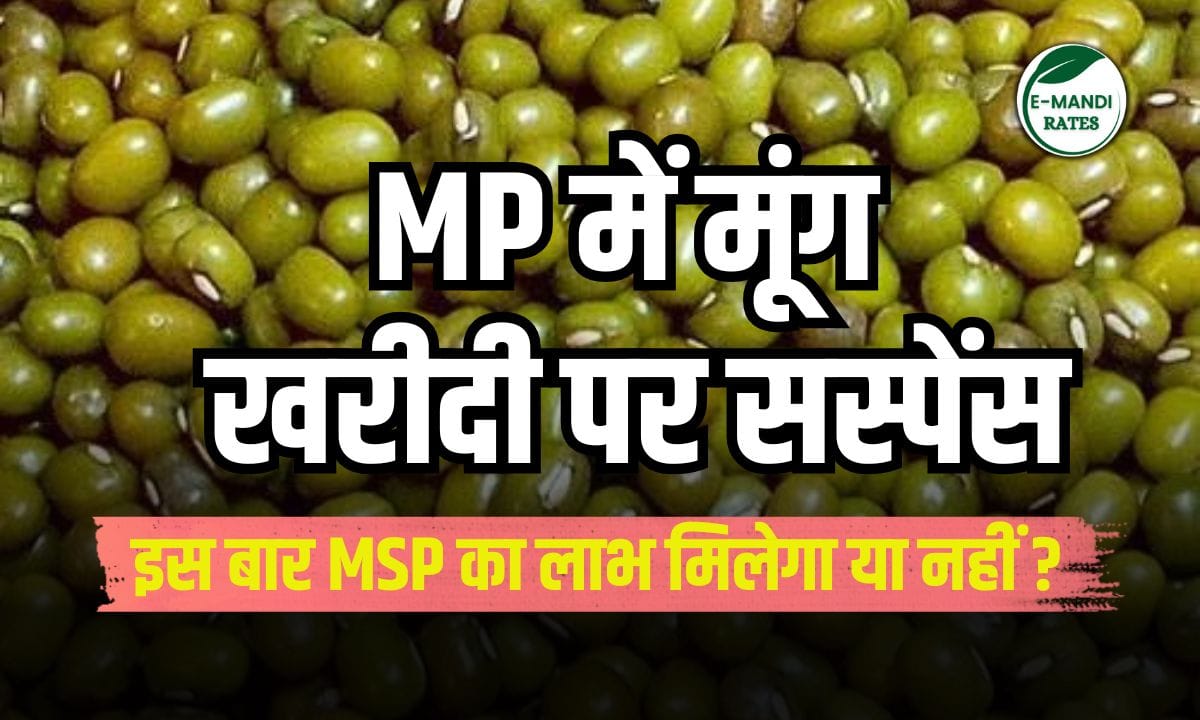 Suspense over purchase of moong at MSP in MP