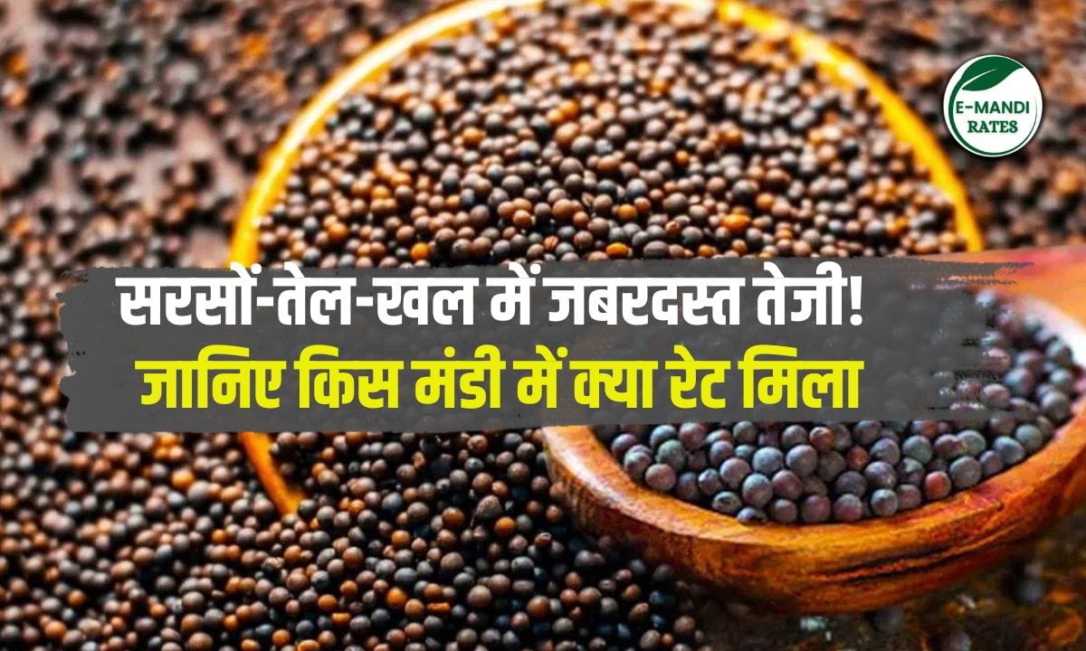 Tremendous rise in mustard oil-cake