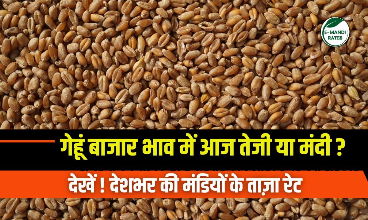 Wheat Market Price