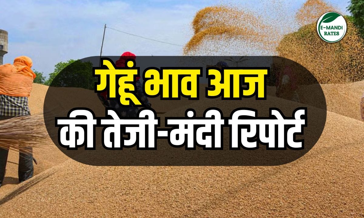 Wheat Price 04 June 2025