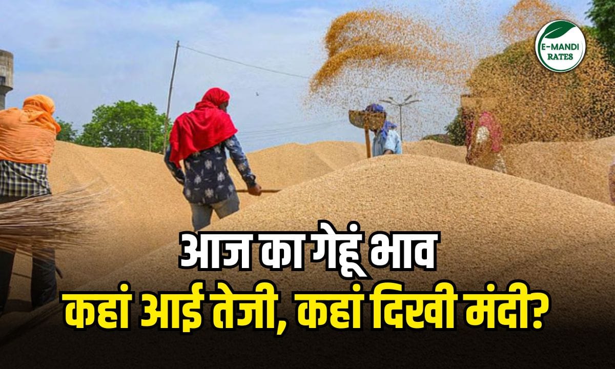 Wheat Price 19 June