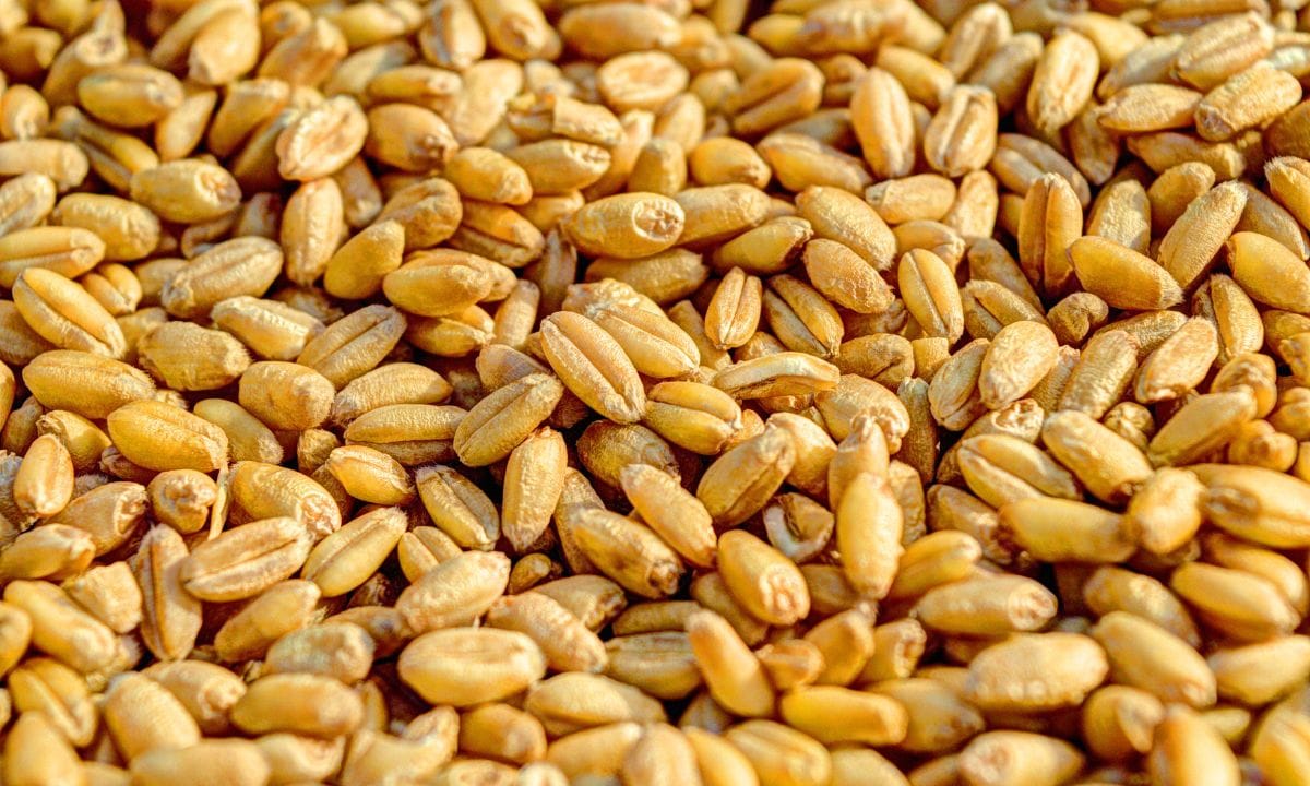 Wheat Price