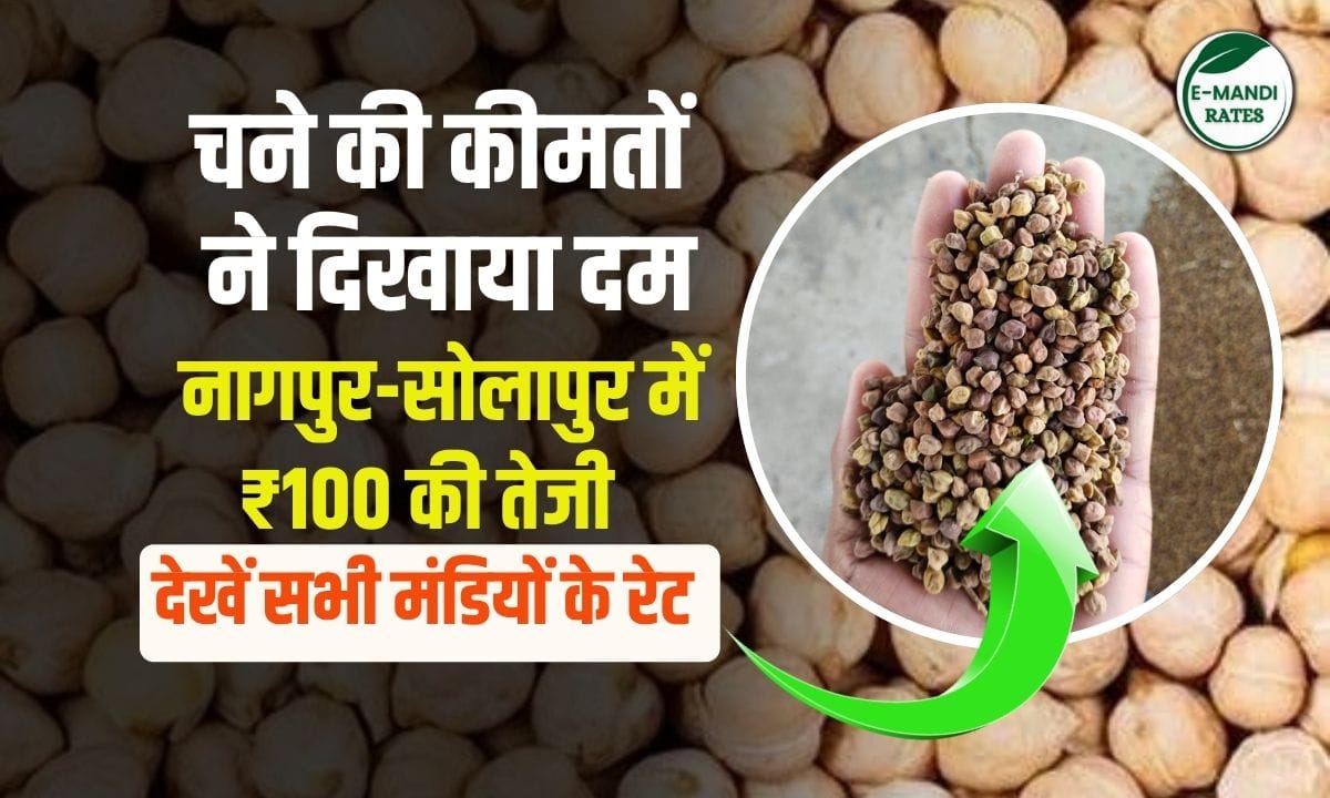 चना भाव में उछाल