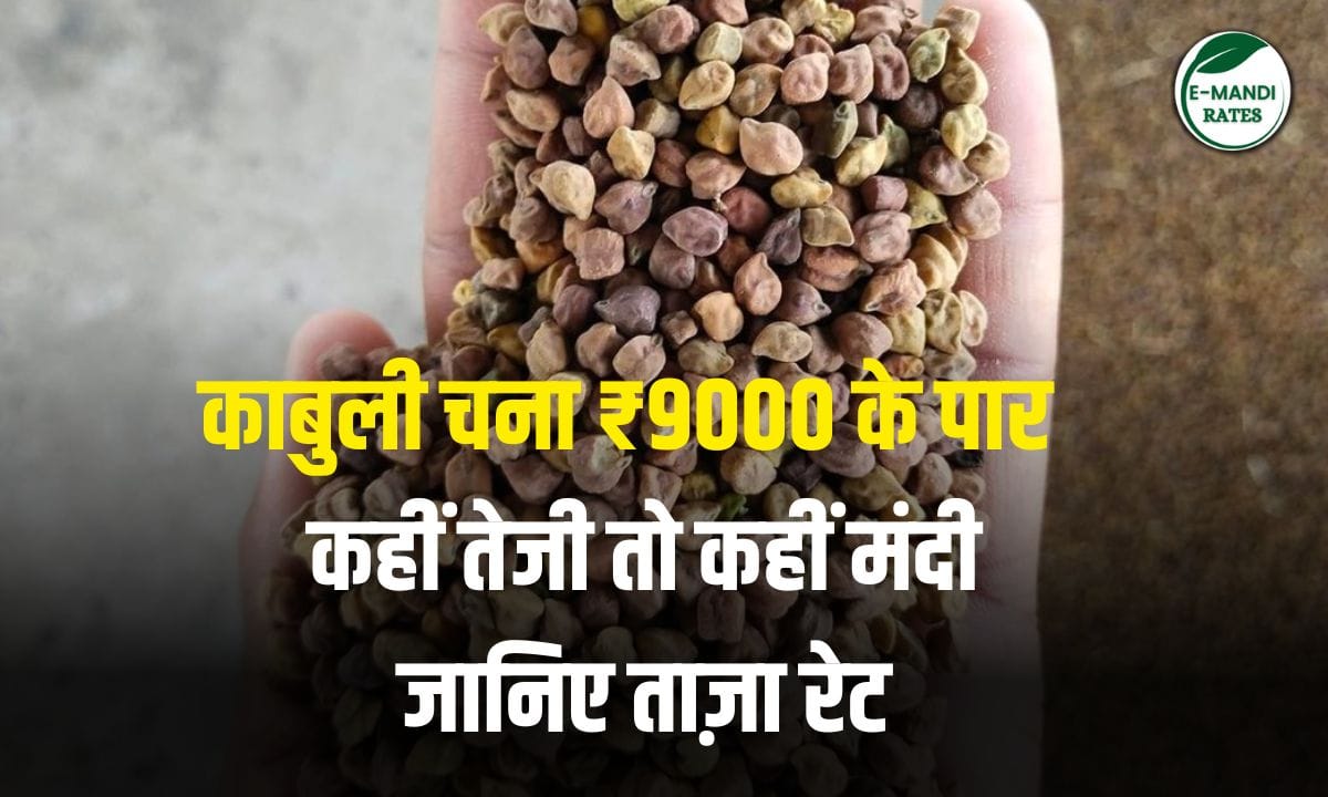 chana bhav 12 june ka