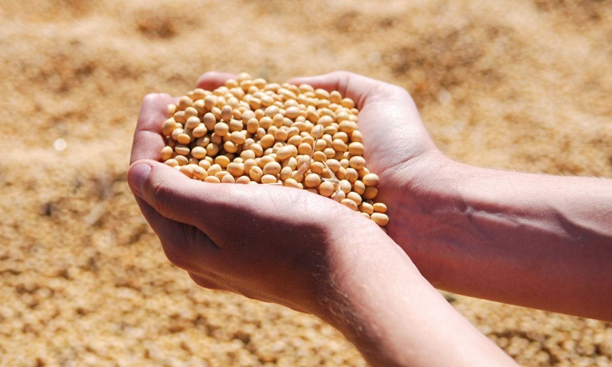 soybean bhav 30 june 2025