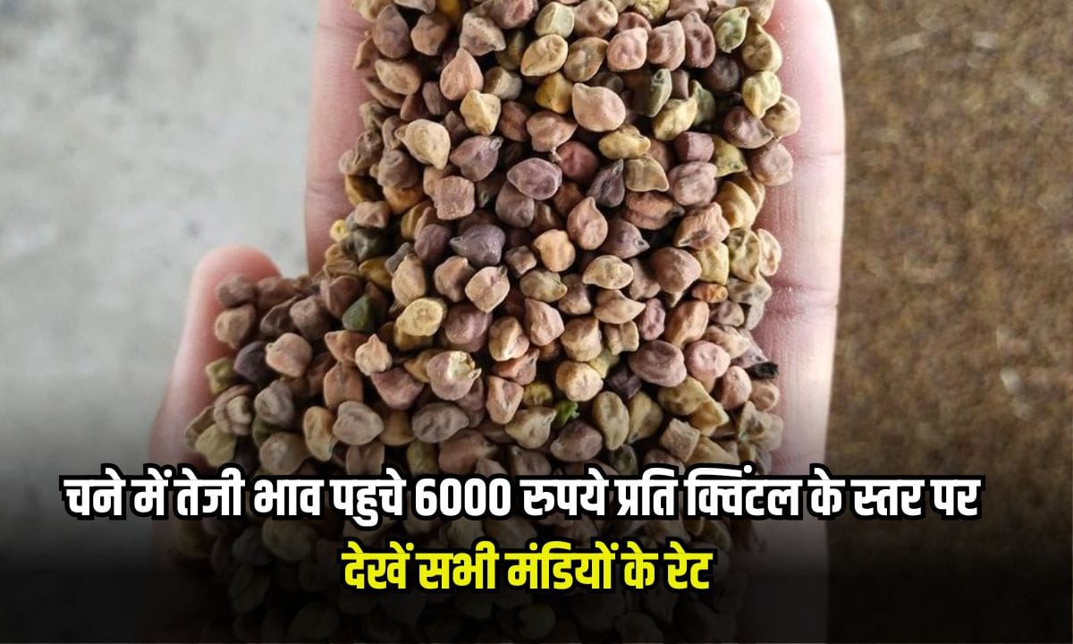 Chana prices rise