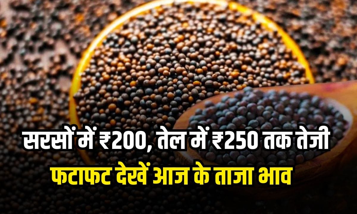 Mustard Price 15 July 2025
