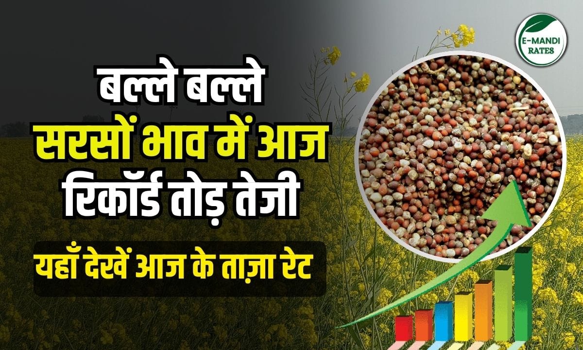Mustard Price 2 July 2025