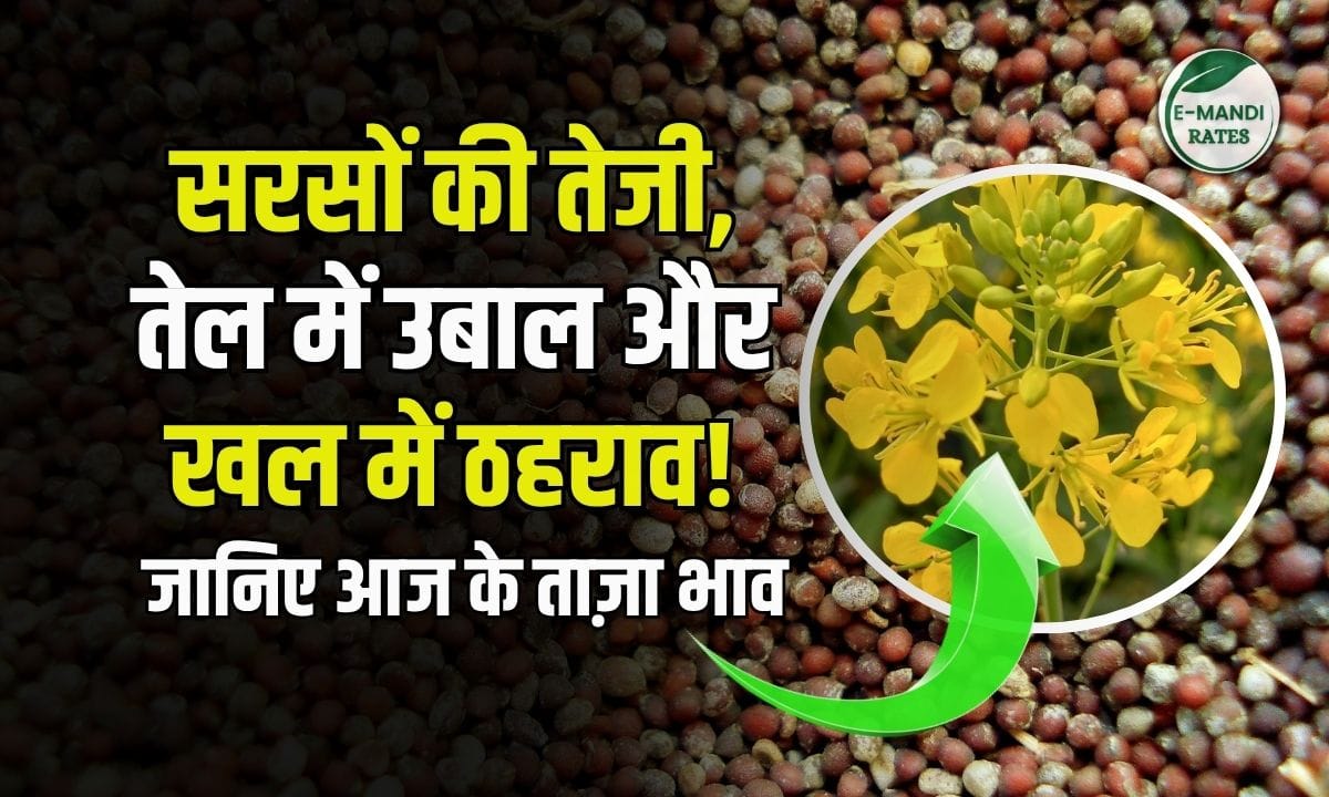 Mustard Price 3 July 2025