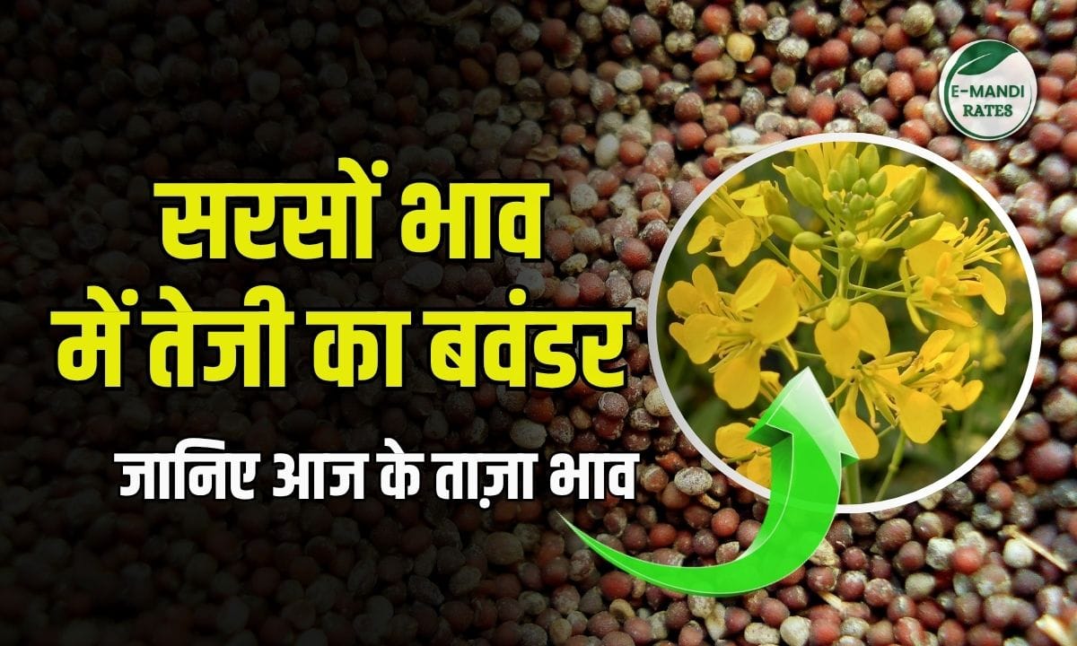 Mustard Price 7 July 2025