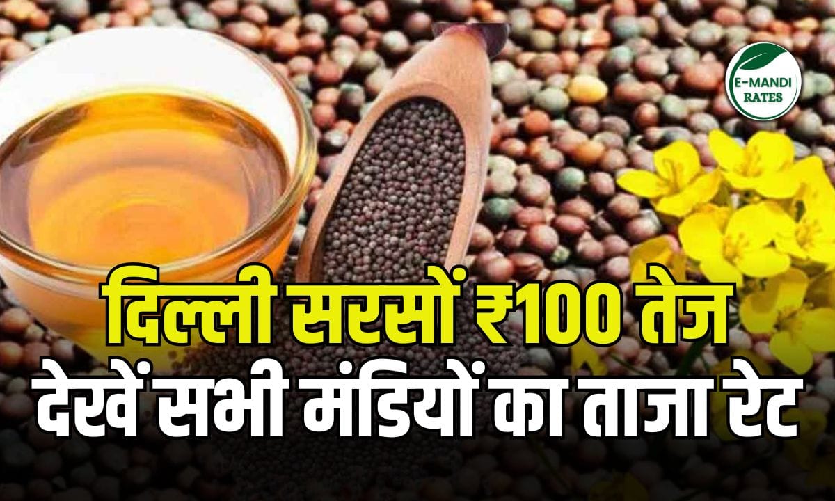 Mustard Price Update 10 July 2025