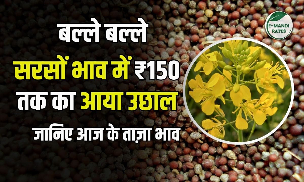 Mustard Seed Rates rose by up to Rs 150