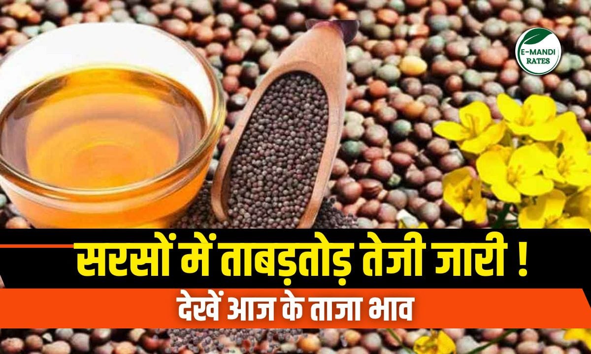 Mustard continues to rise rapidly