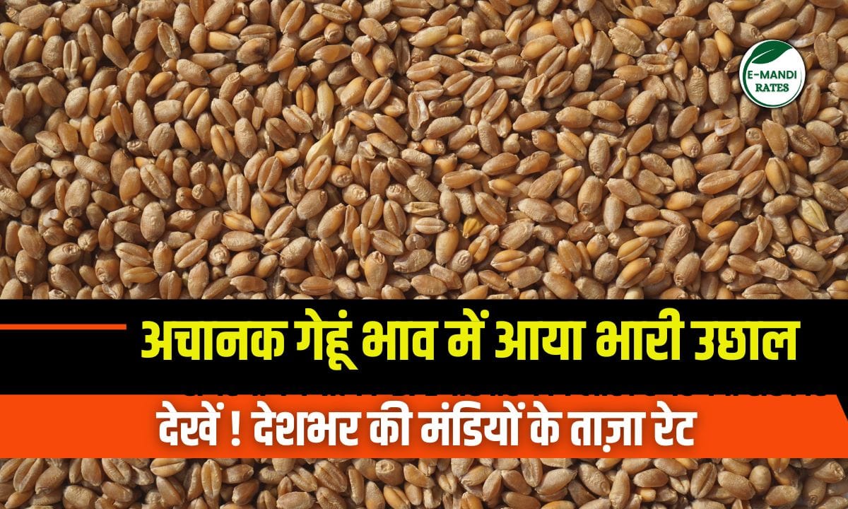 Wheat Price Hike
