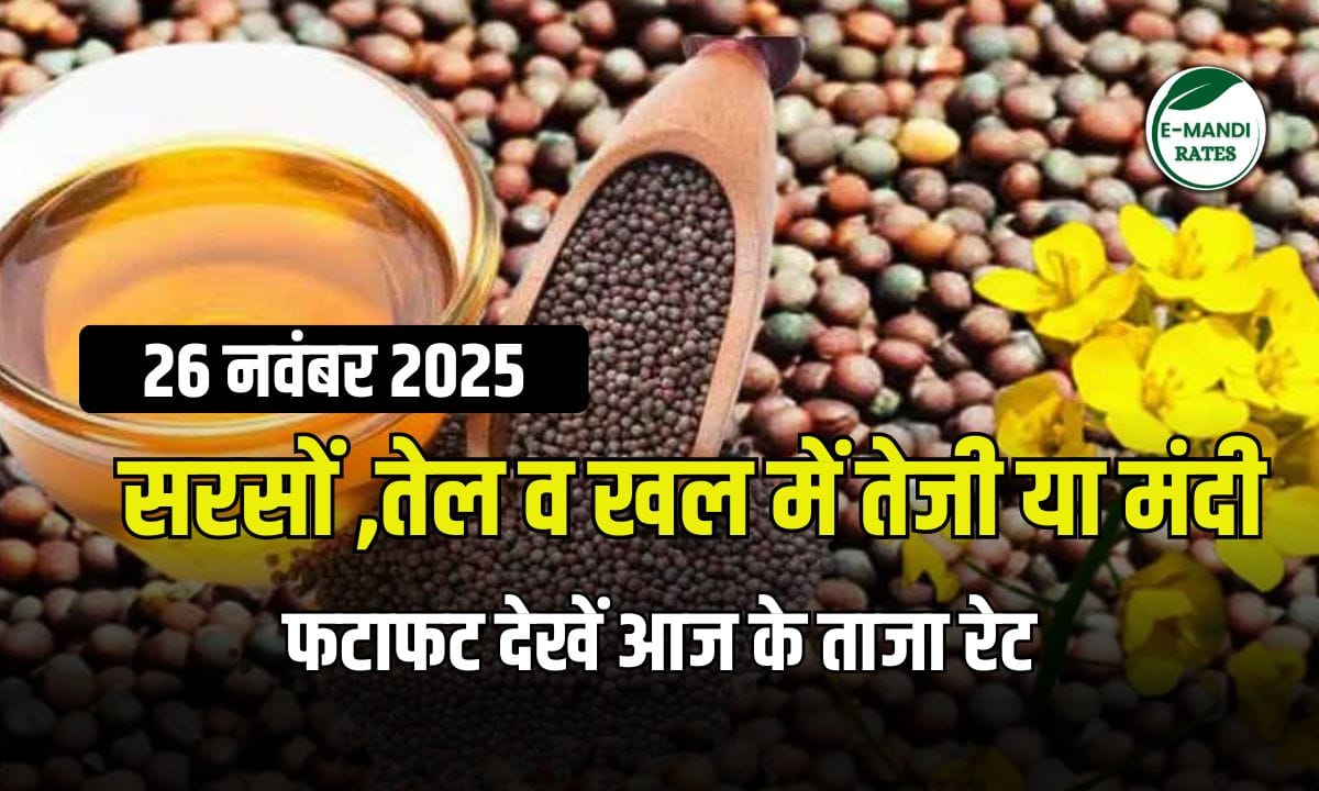 Mustard Price 26 November