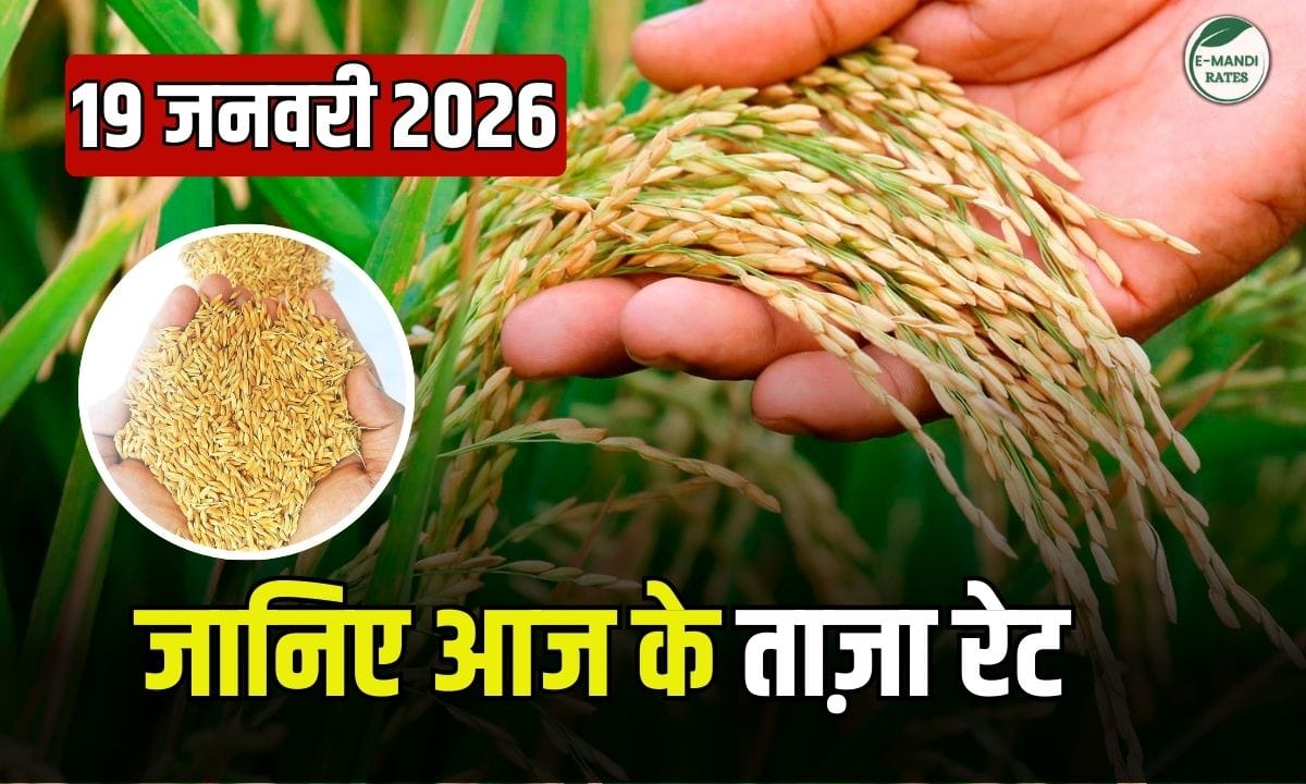 January 19, 2026 Paddy Market Prices