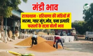 20 जनवरी 2026 के ताजा मंडी भाव: नरमा, ग्वार, चना, मूंग, गेहूं और बाजरी फसलों के भाव में कितनी तेजी, जानिए