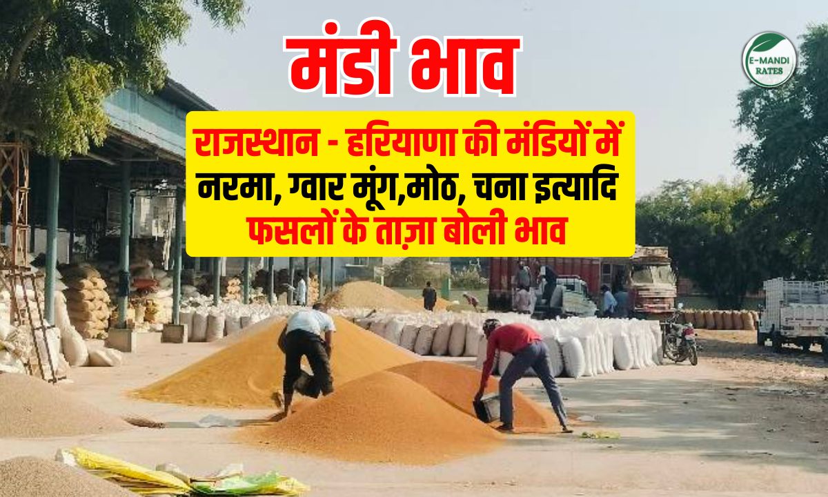 Mandi Bhav Today