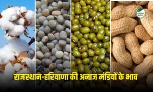 Mandi Rates Today 19 January 2026: ग्वार, सरसों, नरमा, मूंग, मोठ इत्यादि फसलों के ताजा रेट, जाने