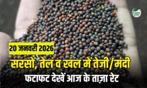 सरसों भाव में ₹50 की तेज़ी, तेल और खल में भी मजबूती, जाने 20 जनवरी के ताजा दाम