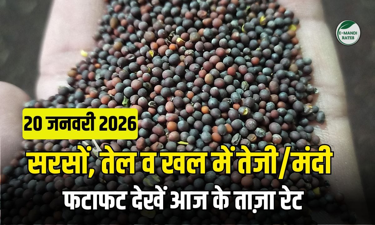 Mustard price 20 January 2026