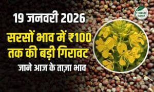 सरसों के भाव में आज 100 रुपए की गिरावट, जाने हाजिर मंडियों का हाल (19 जनवरी 2026)