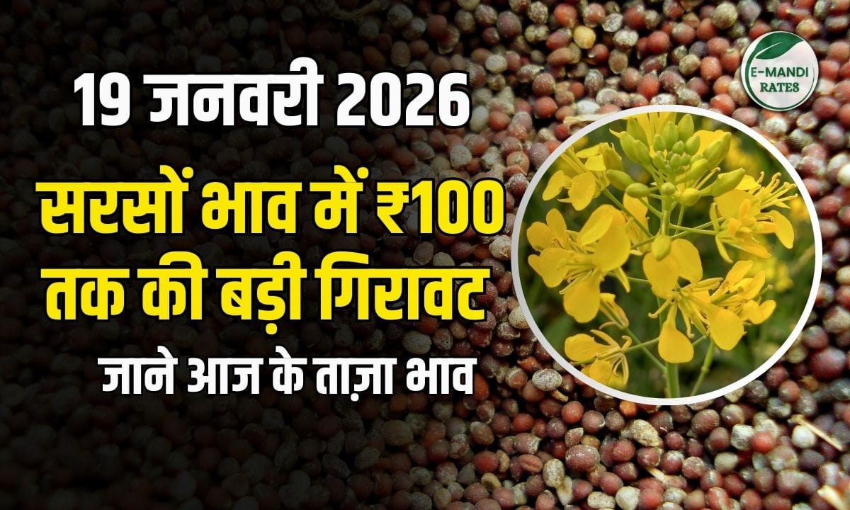 Mustard prices 19 january 2026