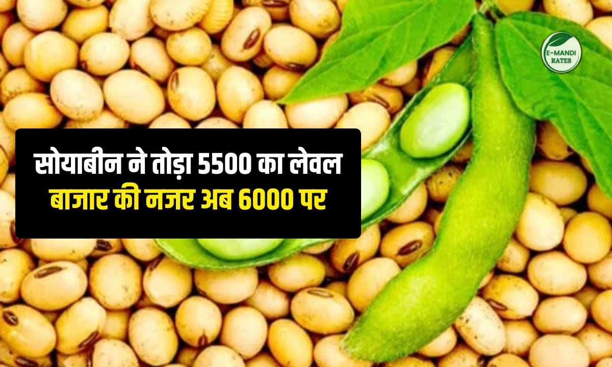 Soybean Price 19 january 2026