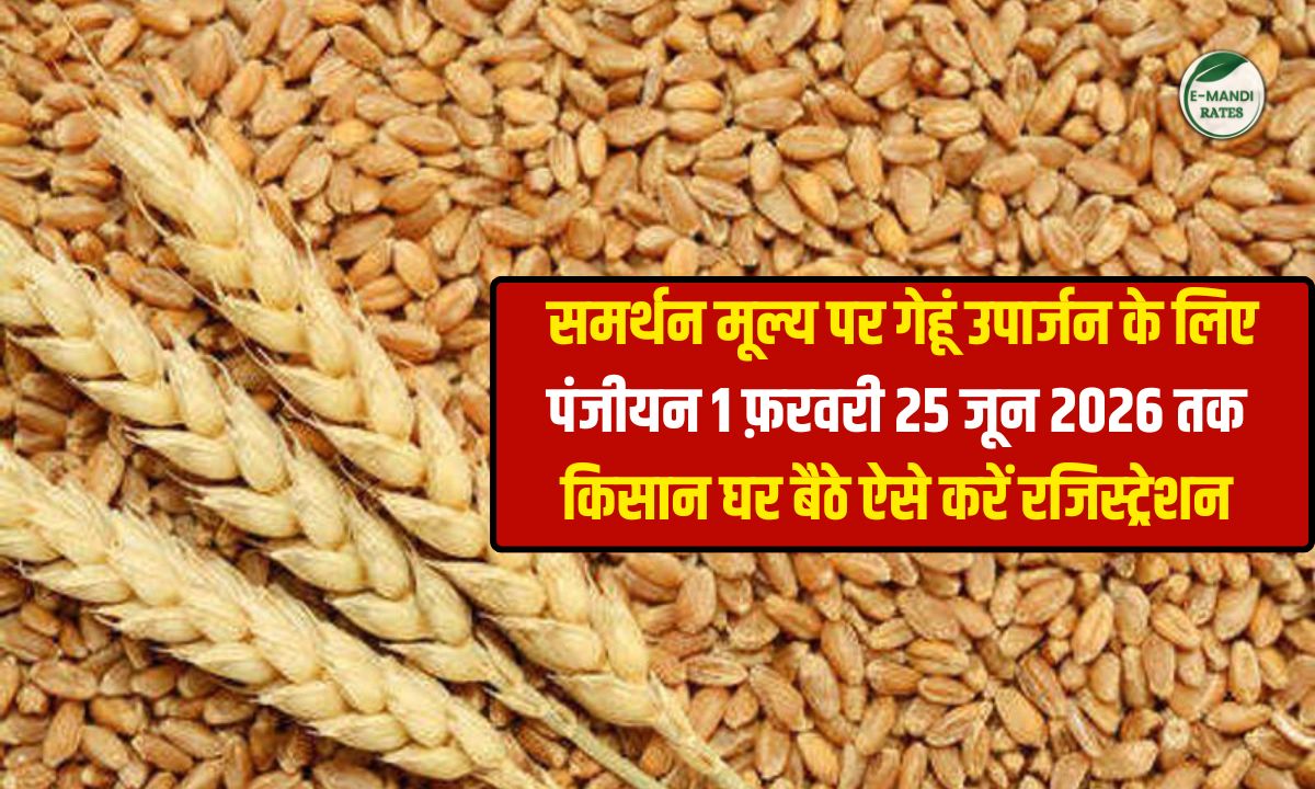 Wheat Procurement Registration 2026 in Rajasthan