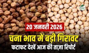 चना भाव में गिरावट, ₹100 तक टूटा बाजार, देखें 20 जनवरी की पूरी मंडी रिपोर्ट