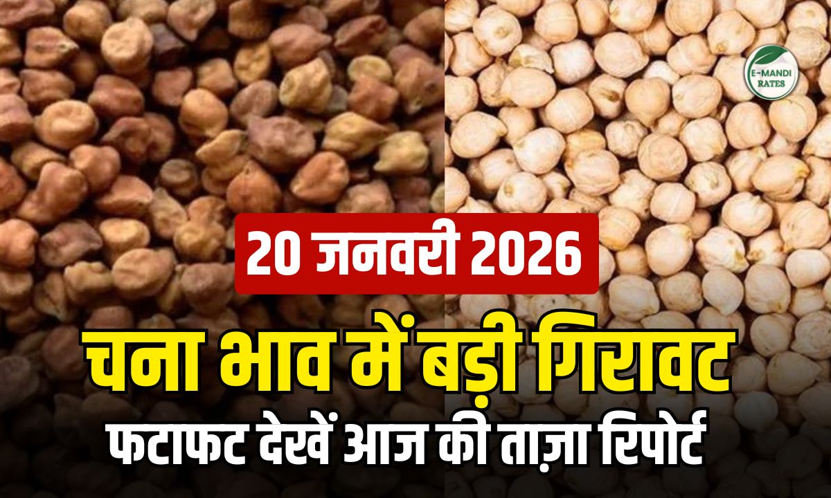 चना भाव में गिरावट, ₹100 तक टूटा बाजार, देखें 20 जनवरी की पूरी मंडी रिपोर्ट