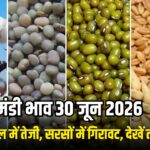 Mandi Bhav : काला तिल ₹1,900 तेज, सरसों में गिरावट, देखें 30 जून का नोहर सिरसा ऐलनाबाद मंडियों के ताज़ा रेट
