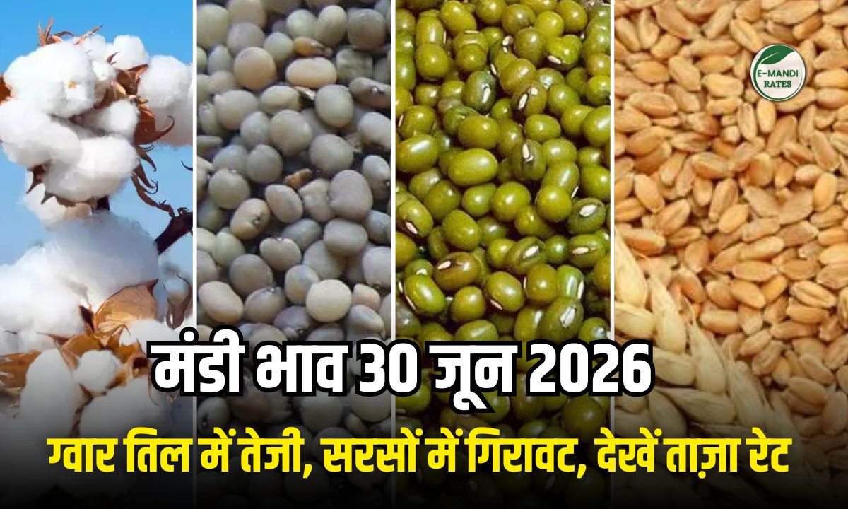 mandi bhav 30 june 2026