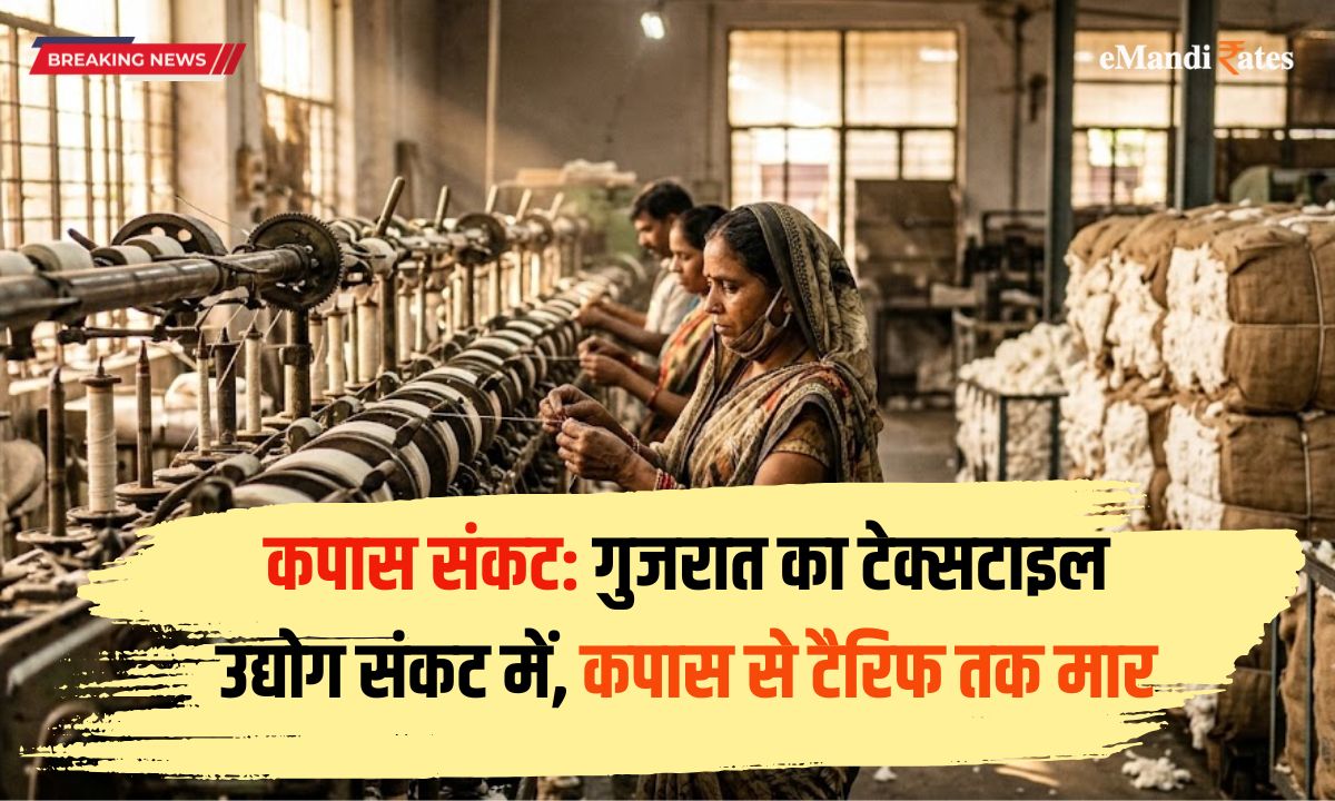Gujarat cotton crisis