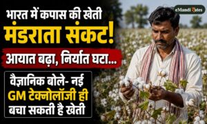 कपास की खेती मंडराता संकट! आयात बढ़ा, निर्यात घटा…वैज्ञानिक बोले- नई GM टेक्नोलॉजी की जरूरत